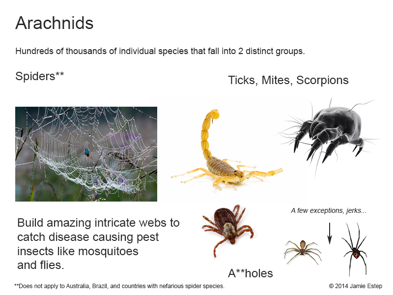 Asshole-arachnids-spider.jpg