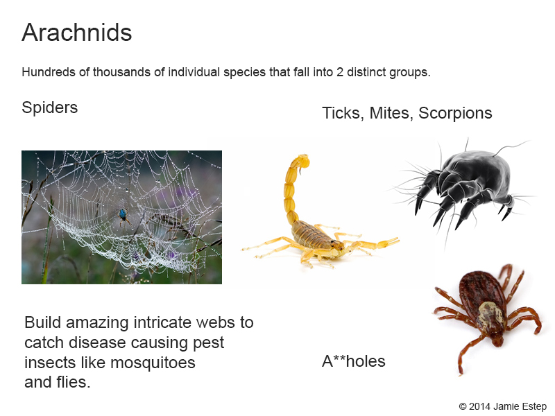 Asshole-arachnids.jpg