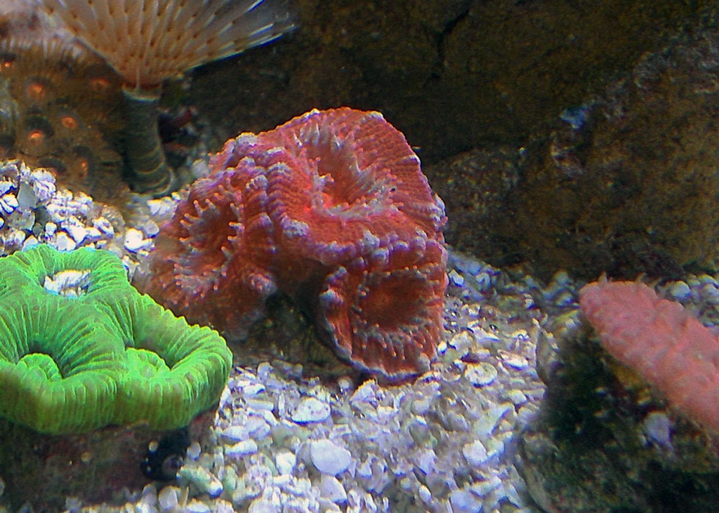 acan-small.jpg