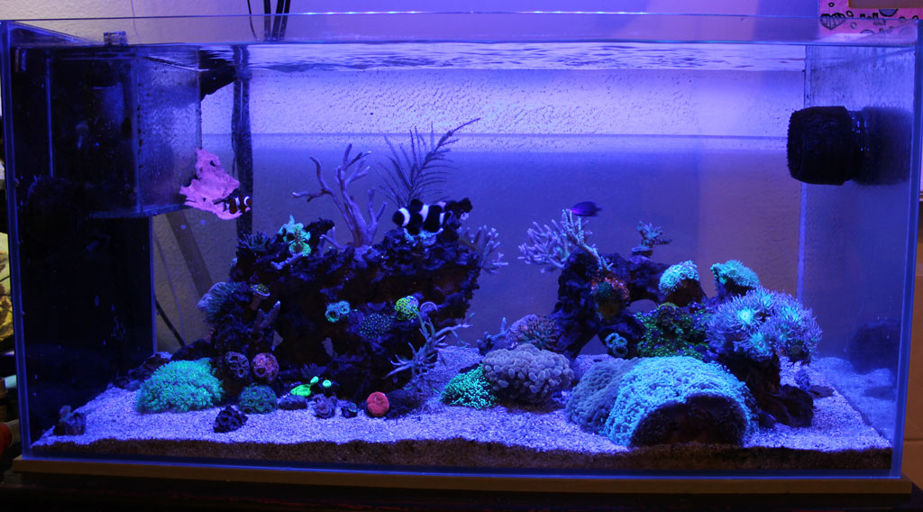 48 gallon reef kieron