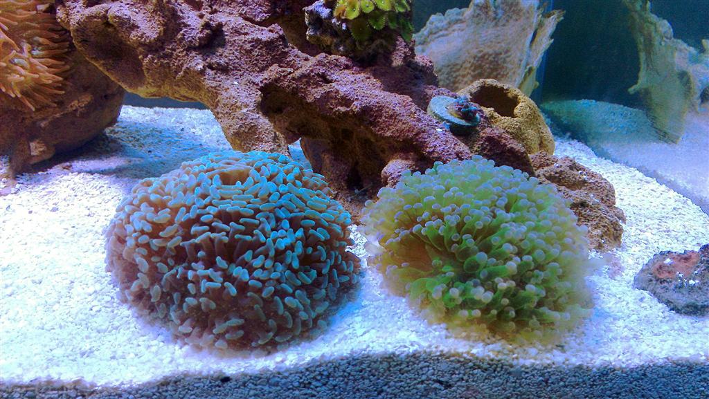 ADA 90P - 48 Gallon Rimless Build - Tank Builds - Austin Reef Club