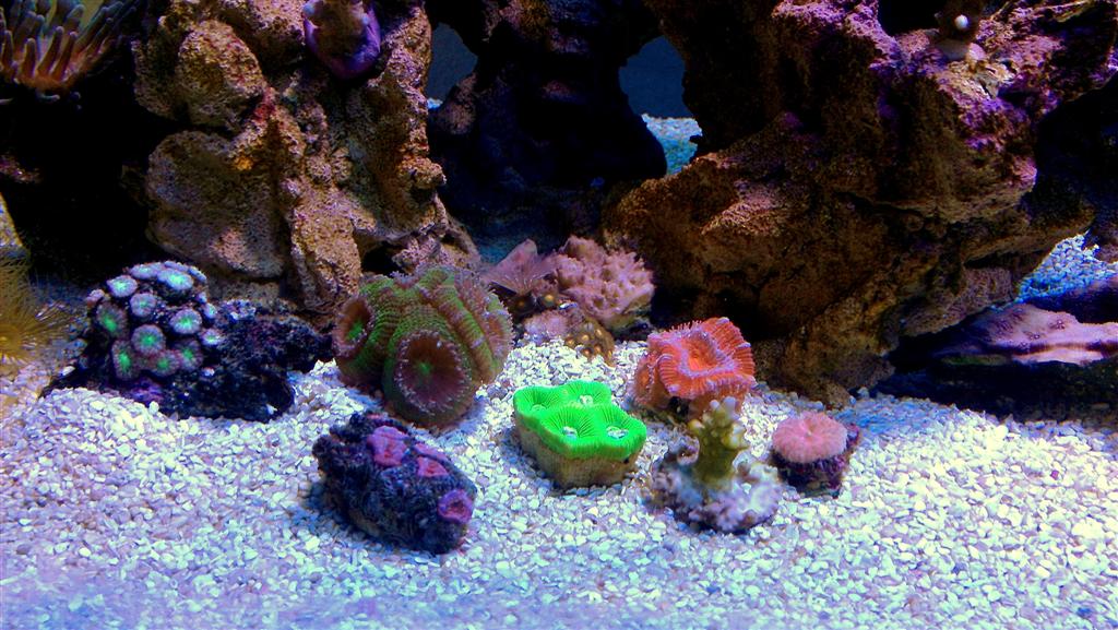 ADA 90P - 48 Gallon Rimless Build - Tank Builds - Austin Reef Club