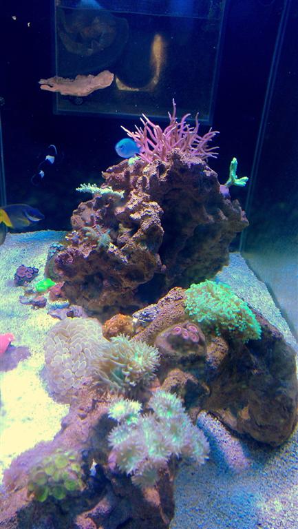 ADA 90P - 48 Gallon Rimless Build - Tank Builds - Austin Reef Club