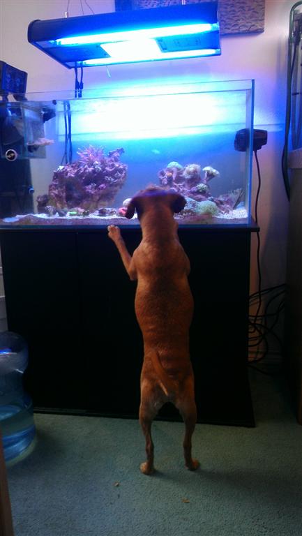 ADA 90P - 48 Gallon Rimless Build - Tank Builds - Austin Reef Club
